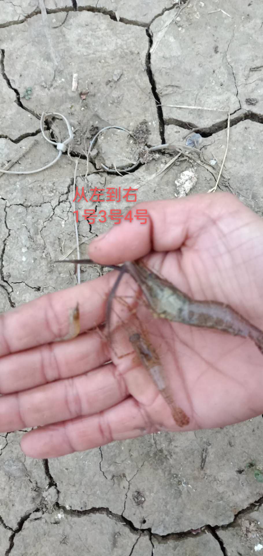 小青虾小毛虾15板10板