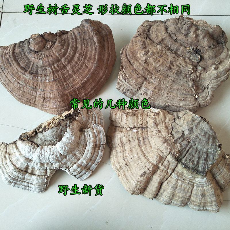 树舌扁芝货好量大，相不中可以退换