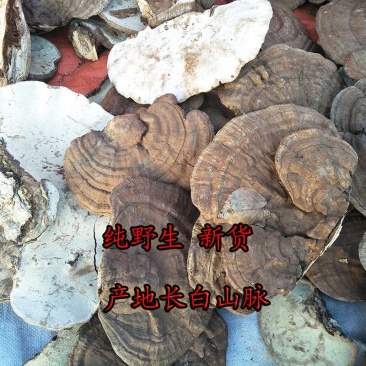 树舌扁芝货好量大,相不中可以退换
