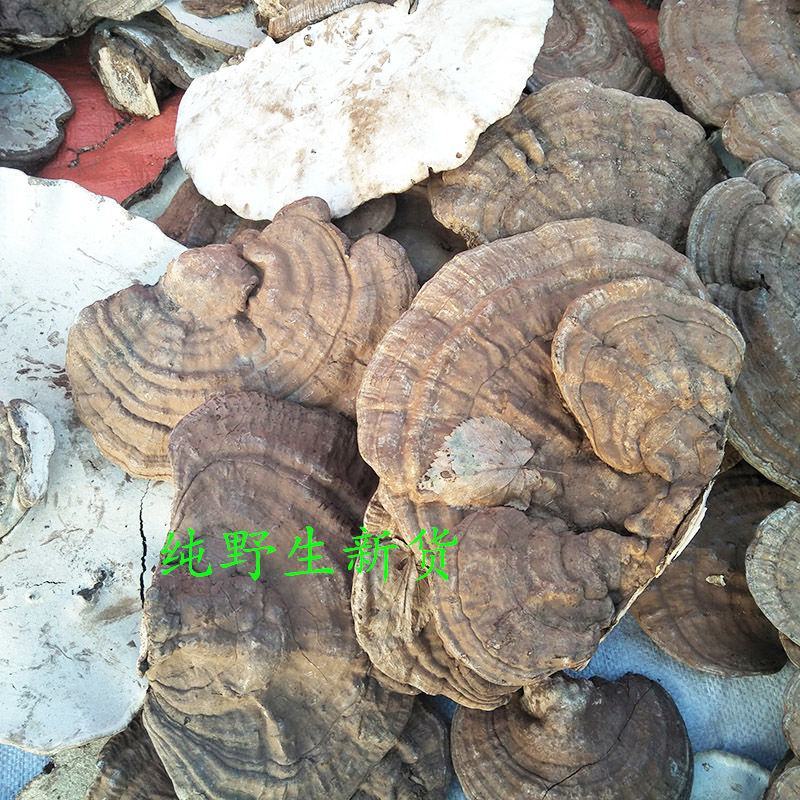 树舌扁芝货好量大，相不中可以退换