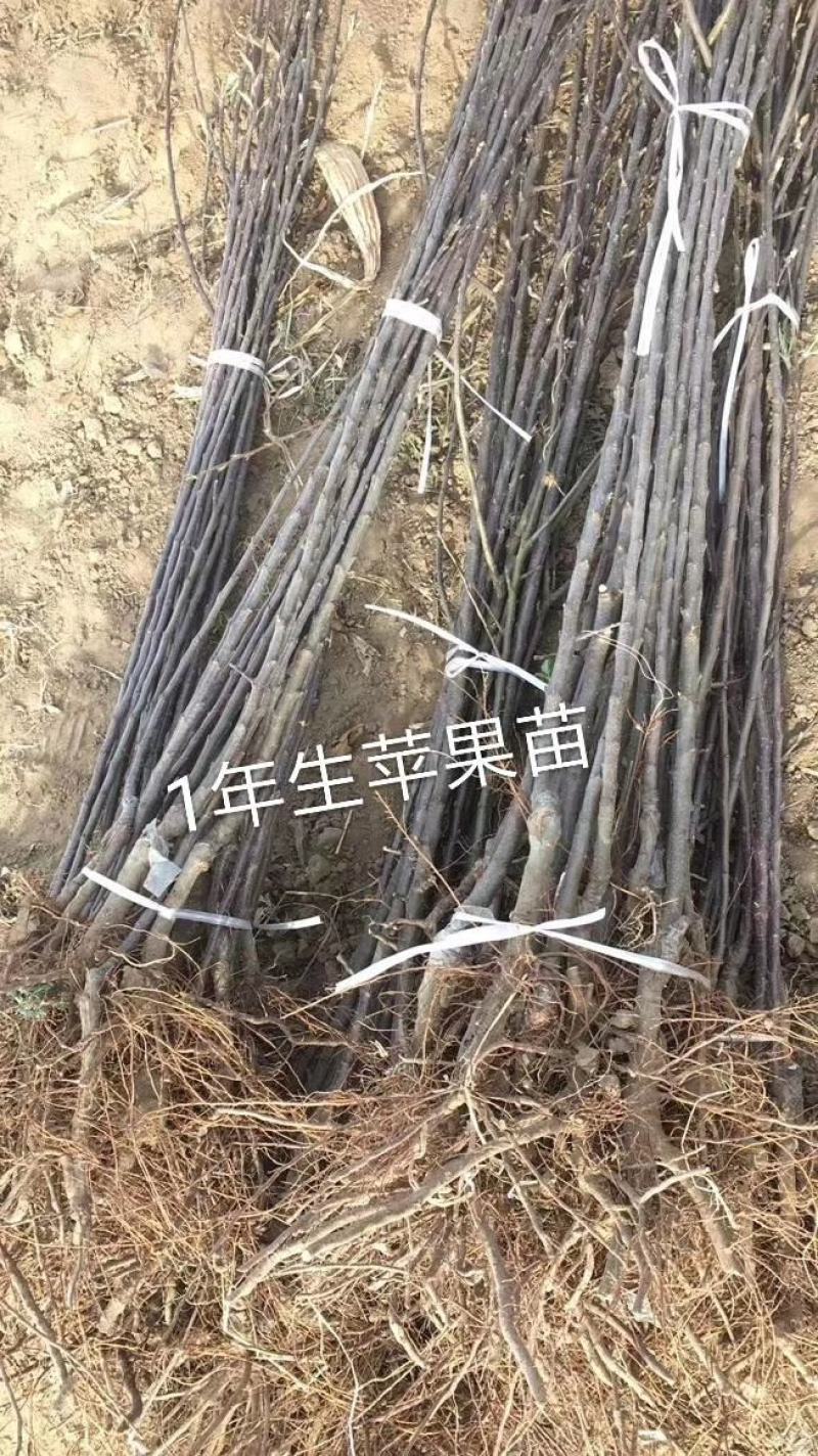 2—18中秋王苹果苗，中秋，国庆成熟，果个大.色泽好