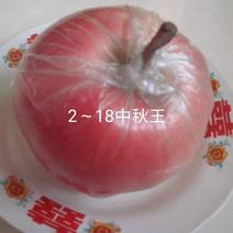 2—18中秋王苹果苗，中秋，国庆成熟，果个大.色泽好