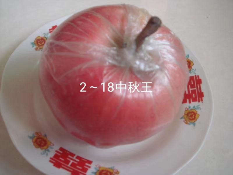 2—18中秋王苹果苗，中秋，国庆成熟，果个大.色泽好
