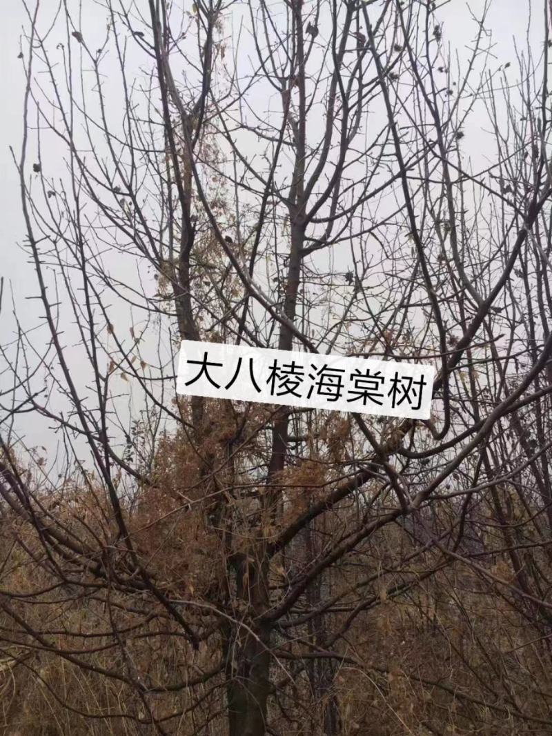 2～13公分八棱海棠树苗，可裸根可土球挖苗。现挖苗现装车