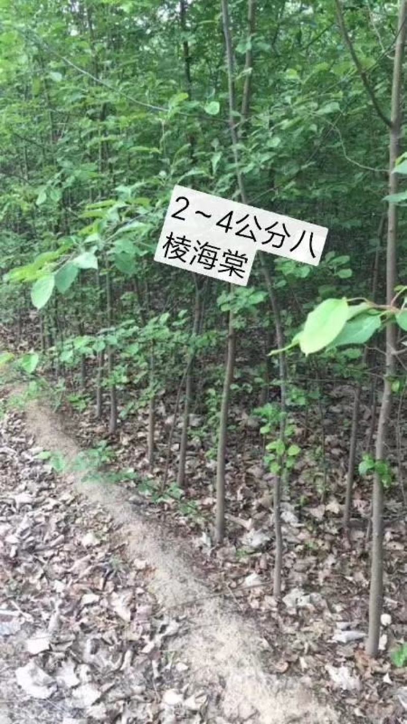 2～13公分八棱海棠树苗，可裸根可土球挖苗。现挖苗现装车