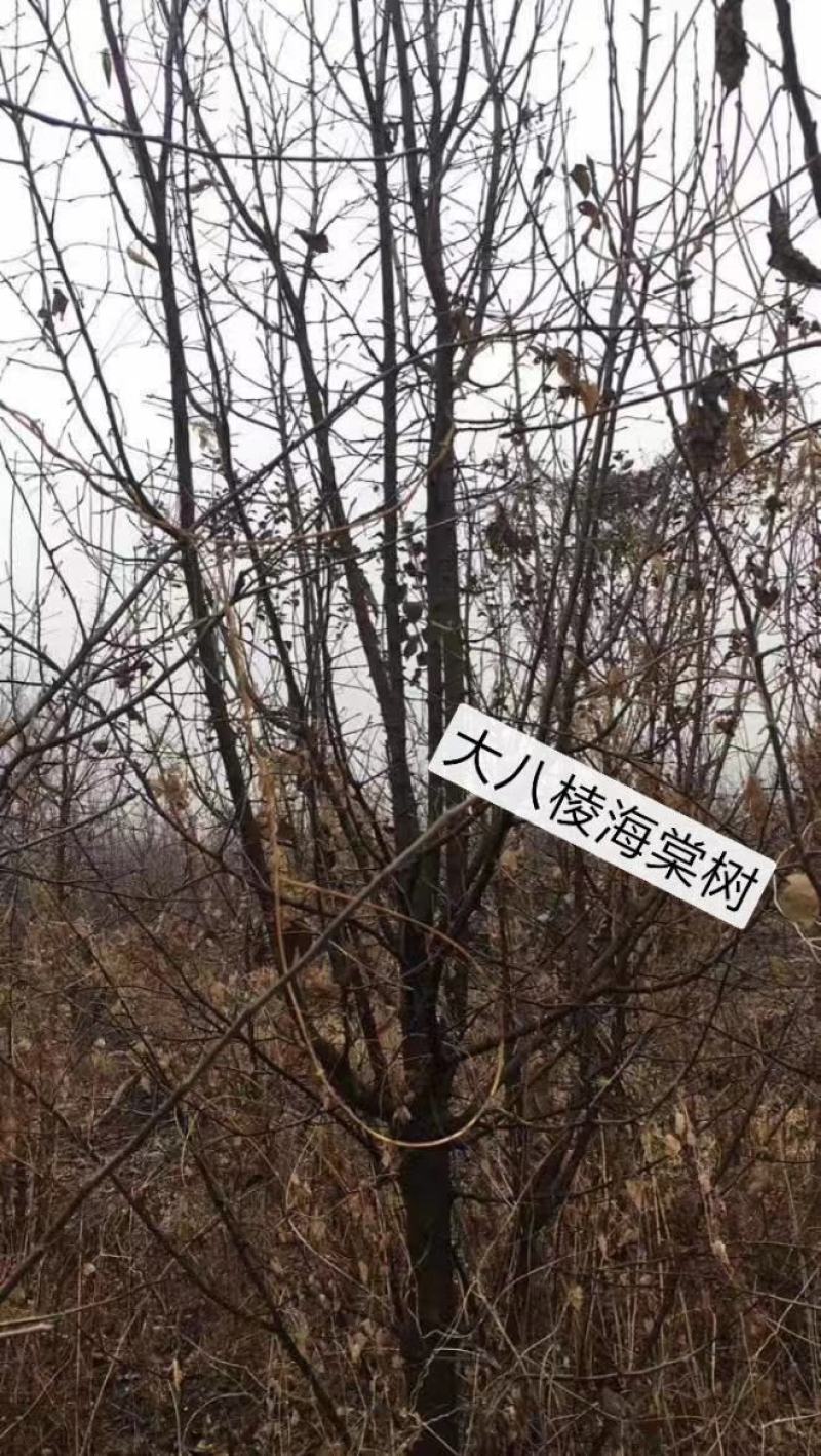 2～13公分八棱海棠树苗，可裸根可土球挖苗。现挖苗现装车