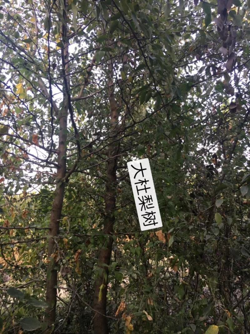 2～13公分八棱海棠树苗，可裸根可土球挖苗。现挖苗现装车