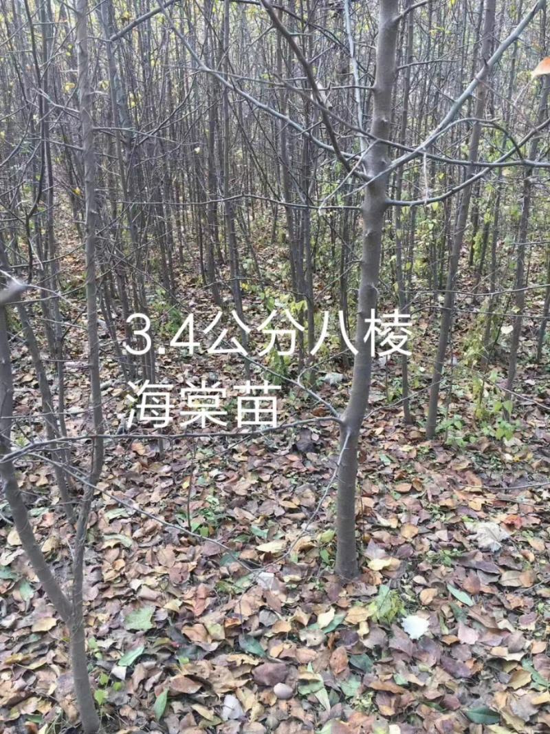 2～13公分八棱海棠树苗，可裸根可土球挖苗。现挖苗现装车