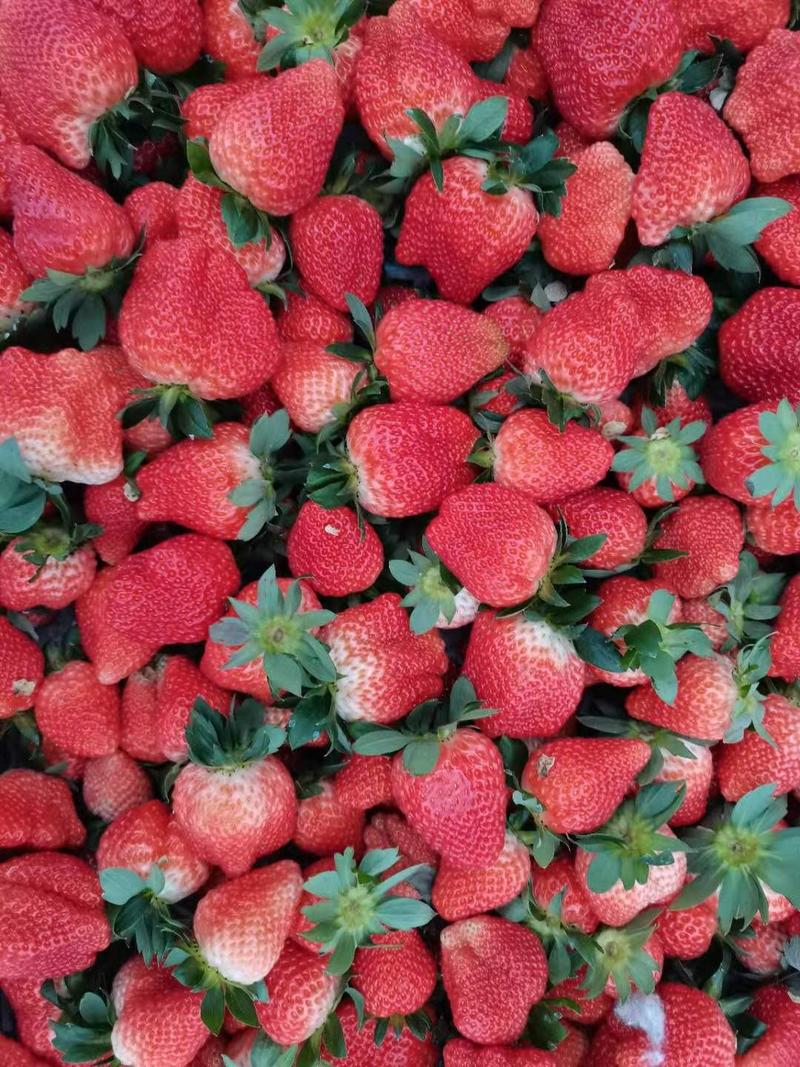 甜查理草莓，杠三草莓，牛奶草莓。法兰帝草莓