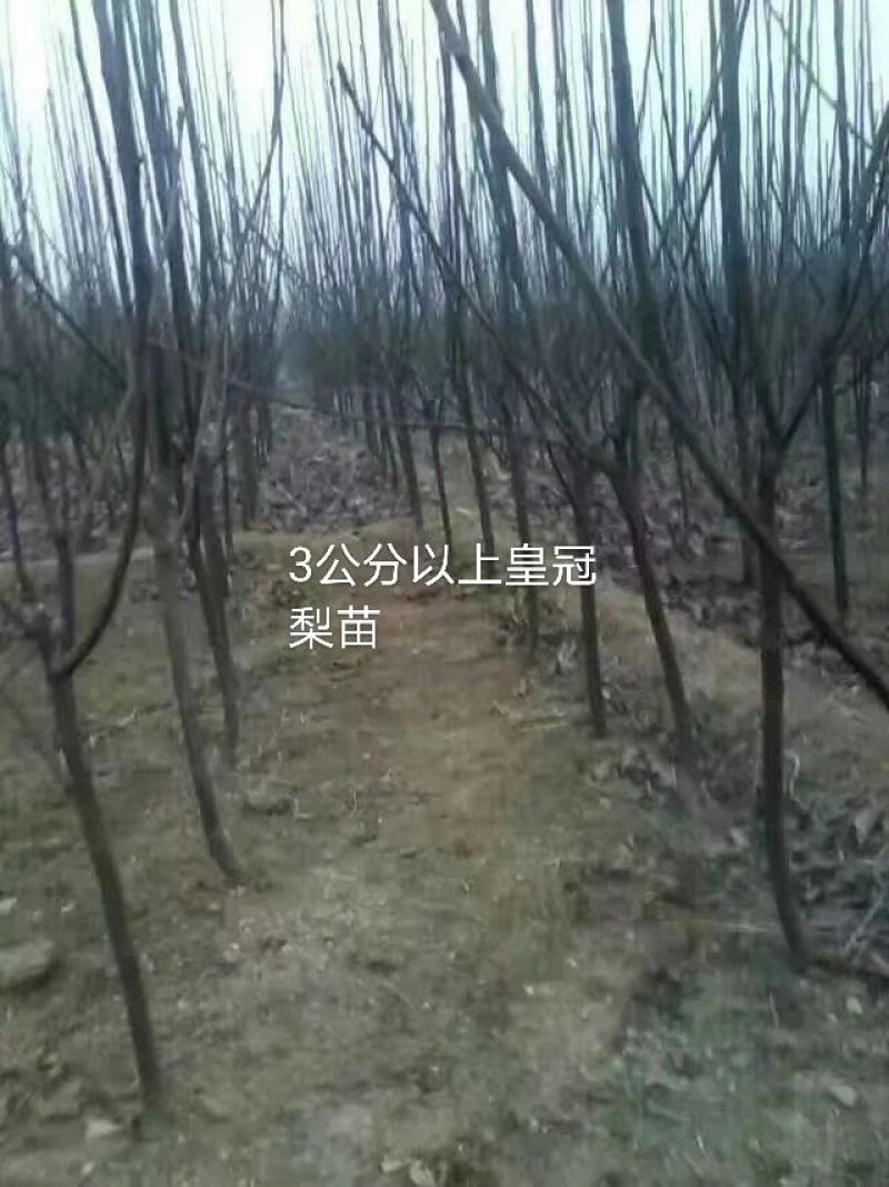 黄冠梨树苗，1～5年生都有，杜梨移栽断根苗，根系发达。