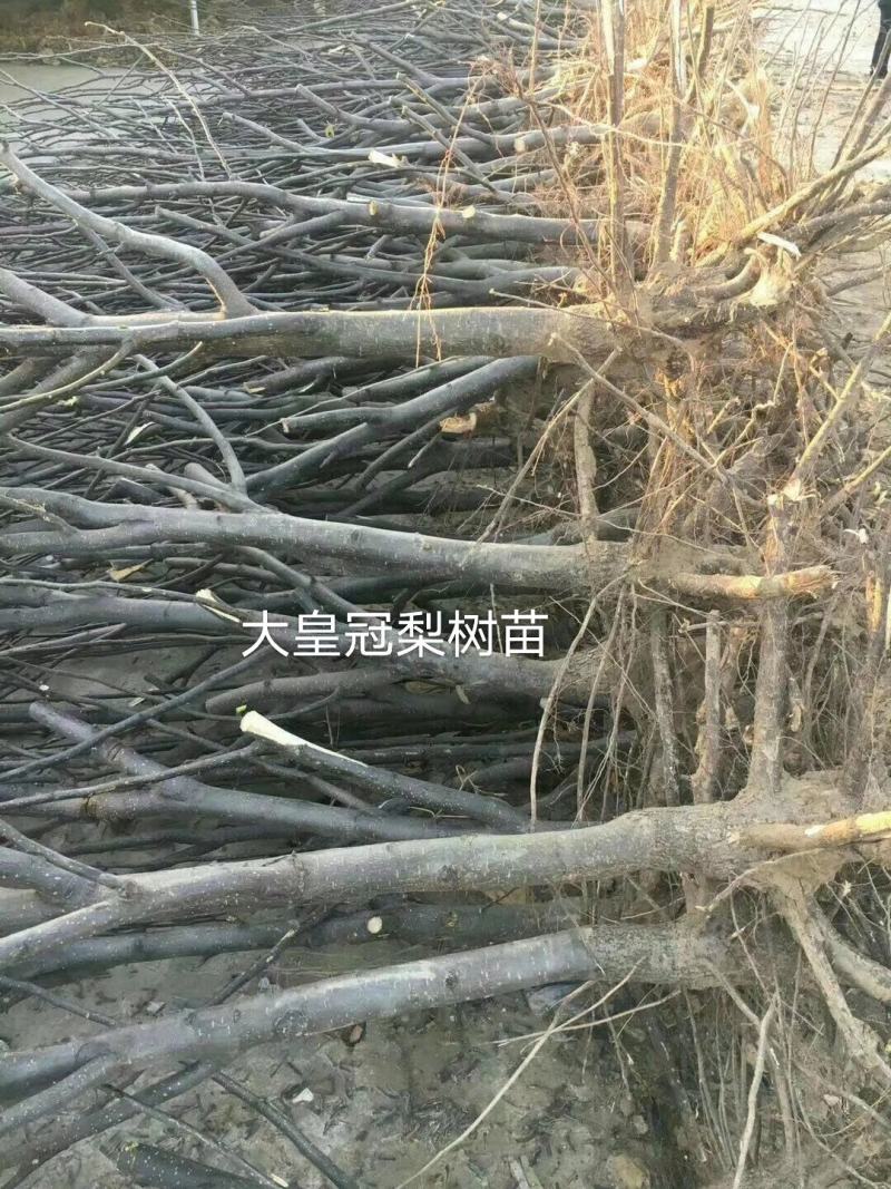 黄冠梨树苗，1～5年生都有，杜梨移栽断根苗，根系发达。