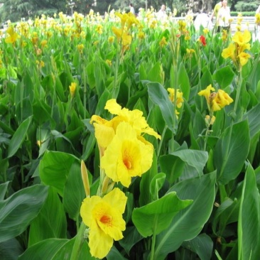 美人蕉,美人蕉芽,山东美人蕉,美人蕉基地