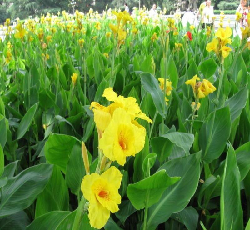 美人蕉，美人蕉芽，山东美人蕉，美人蕉基地
