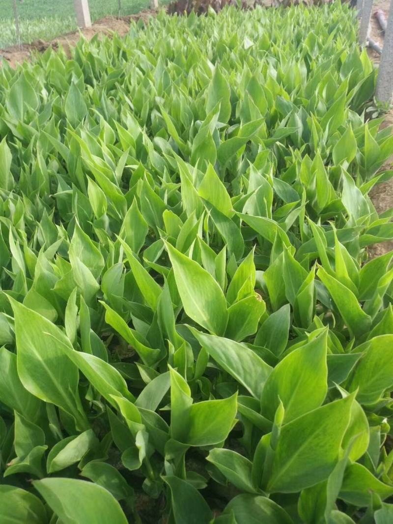 美人蕉，美人蕉芽，山东美人蕉，美人蕉基地