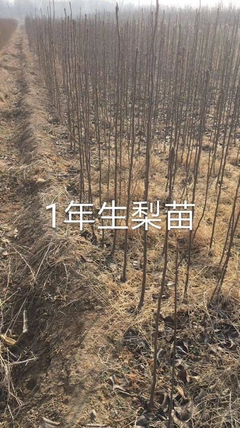 黄冠梨树苗，1～5年生都有，杜梨移栽断根苗，根系发达。