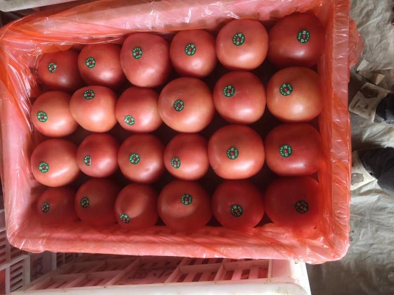 山东聊城万亩西红柿基地大量上市中欢迎前来选购