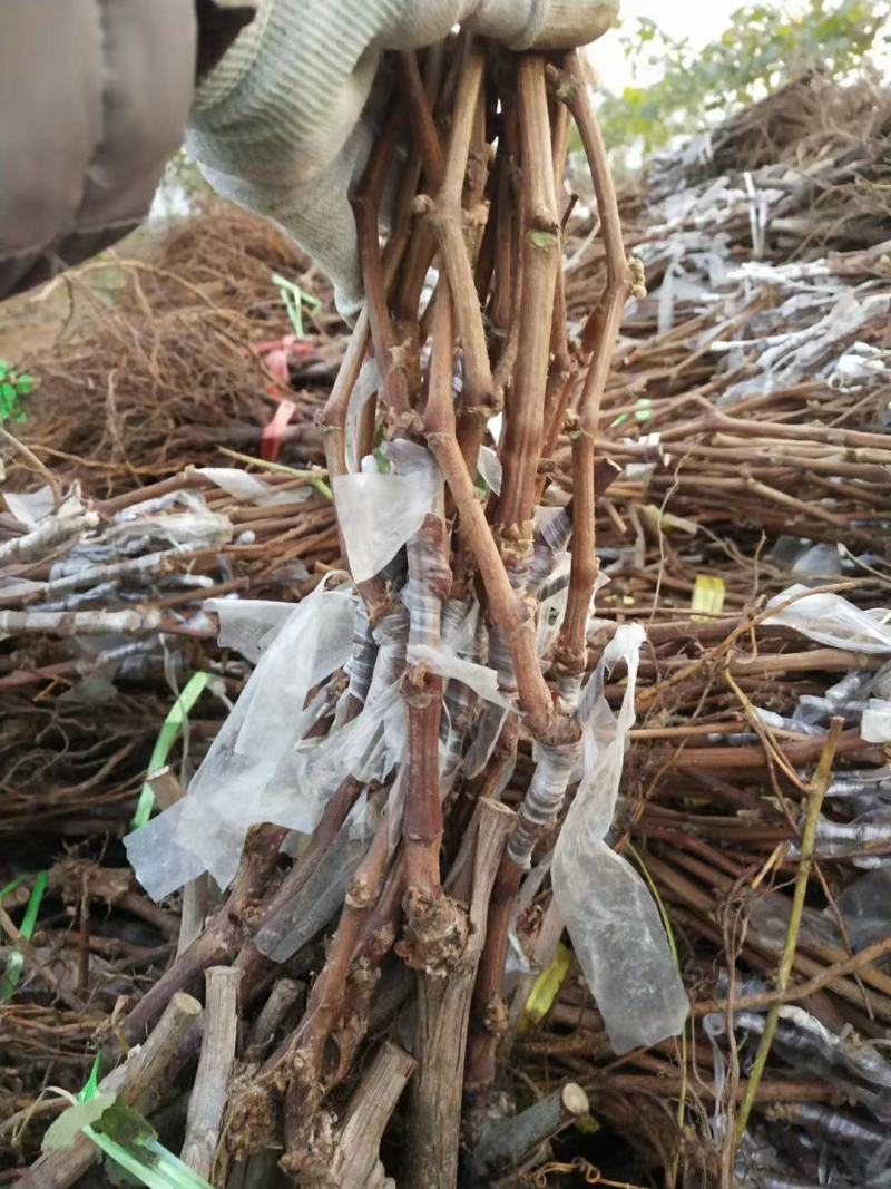 基地直销阳光玫瑰葡萄苗浪漫红颜葡萄苗保证品种