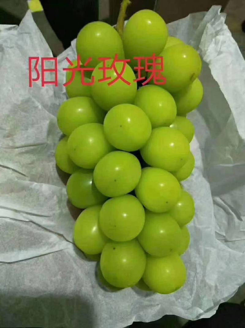 基地直销阳光玫瑰葡萄苗浪漫红颜葡萄苗保证品种