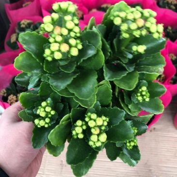 优质长寿花大量上市，（红，白，粉，橙）质量保障，信誉第一