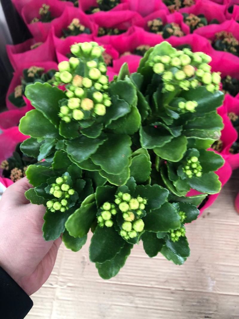 优质长寿花大量上市，（红，白，粉，橙）质量保障，信誉第一
