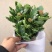 优质长寿花大量上市，（红，白，粉，橙）质量保障，信誉第一