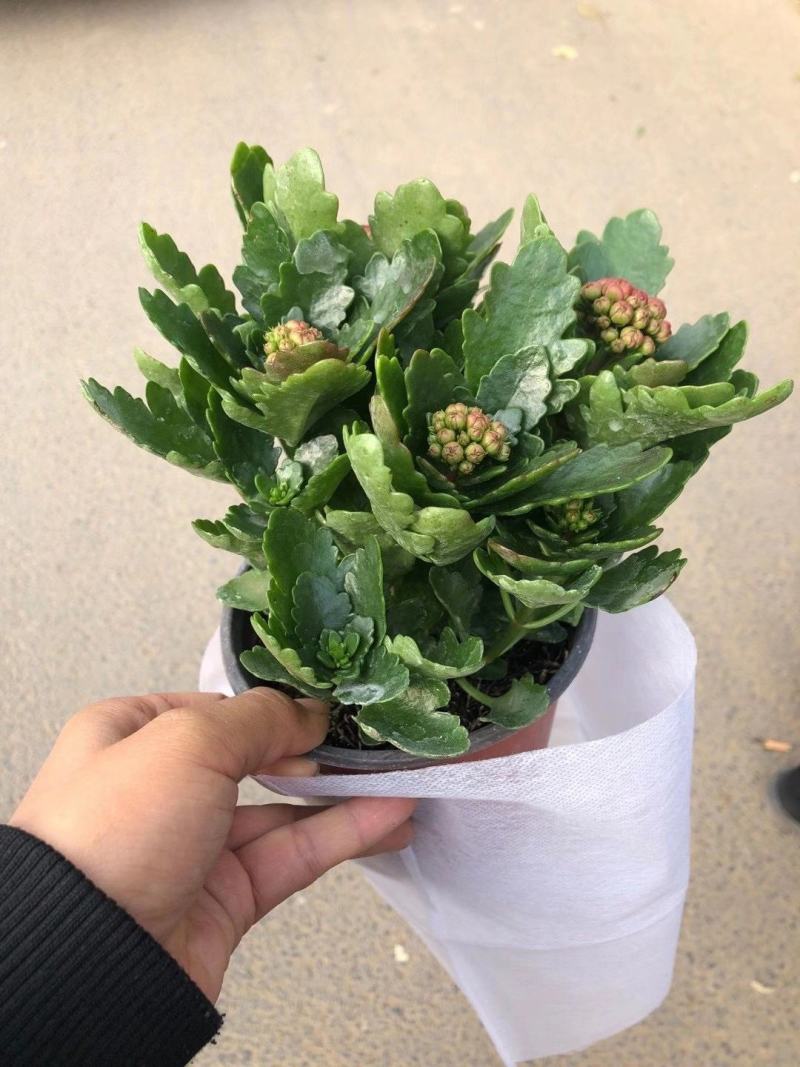 优质长寿花大量上市，（红，白，粉，橙）质量保障，信誉第一