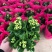 优质长寿花大量上市，（红，白，粉，橙）质量保障，信誉第一