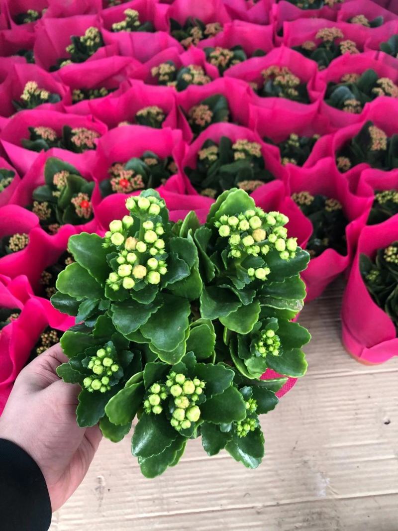 优质长寿花大量上市，（红，白，粉，橙）质量保障，信誉第一