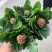 优质长寿花大量上市，（红，白，粉，橙）质量保障，信誉第一