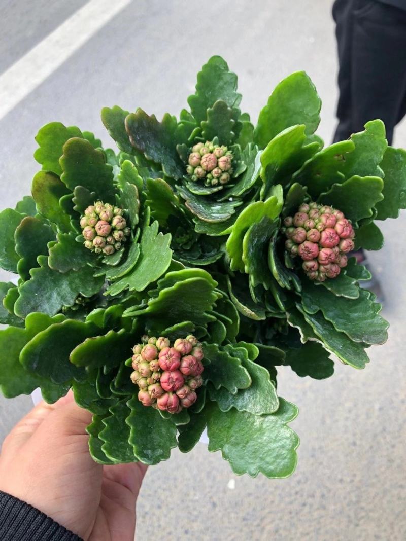 优质长寿花大量上市，（红，白，粉，橙）质量保障，信誉第一