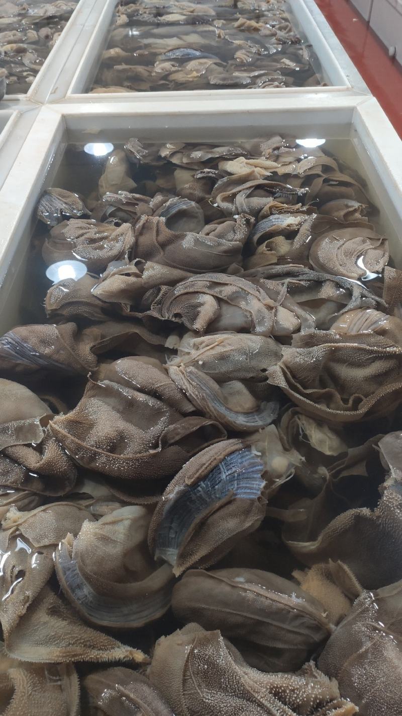毛肚黄大叶脆毛肚火锅必点