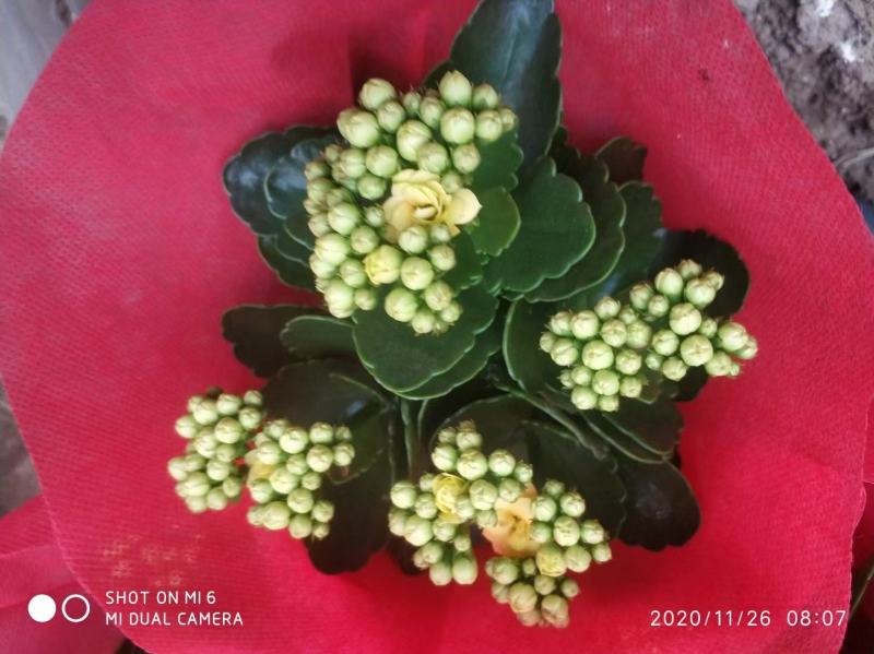 优质长寿花大量上市，（红，白，粉，橙）质量保障，信誉第一