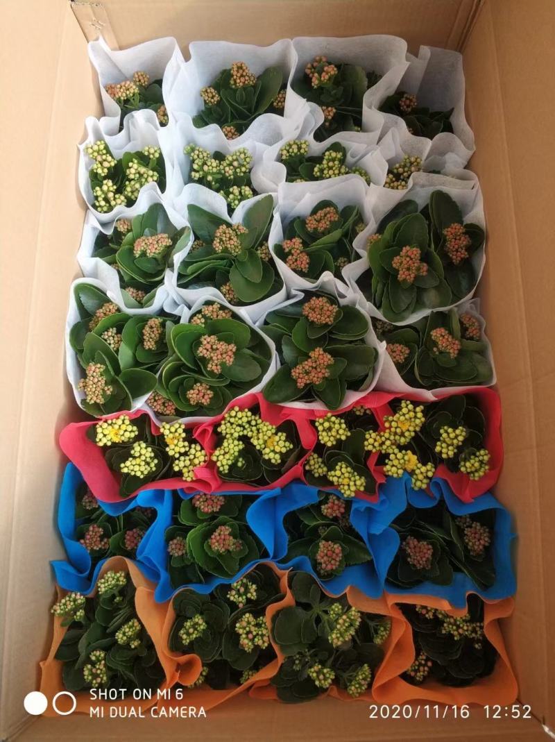优质长寿花大量上市，（红，白，粉，橙）质量保障，信誉第一