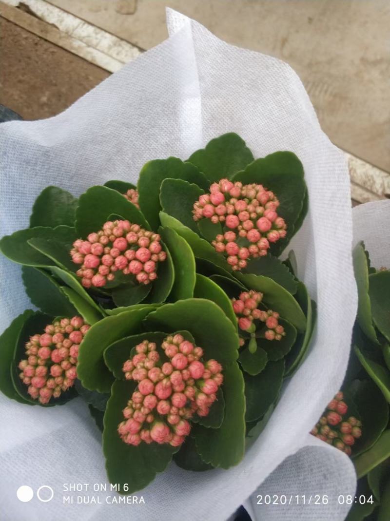 优质长寿花大量上市，（红，白，粉，橙）质量保障，信誉第一