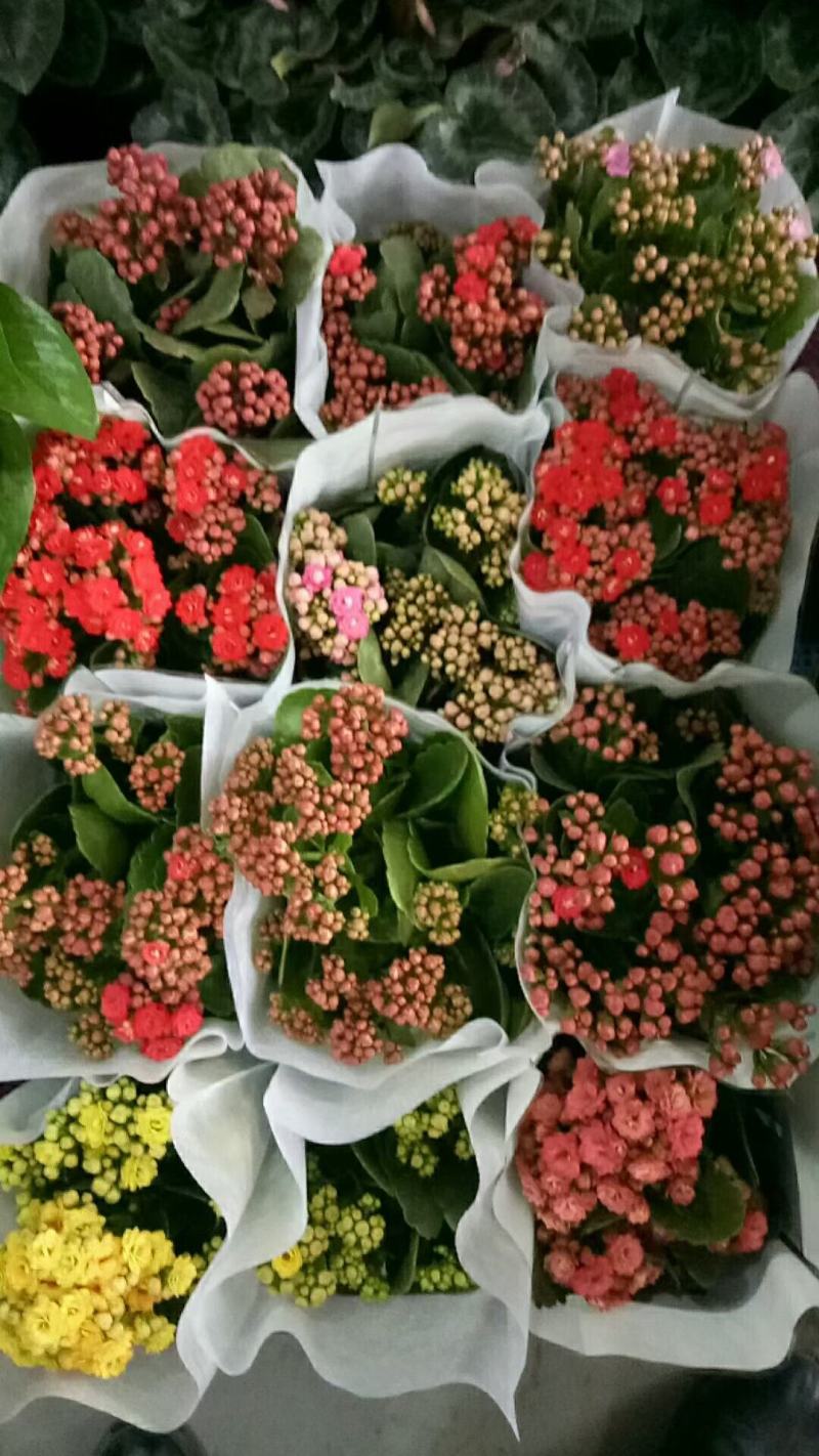 优质长寿花大量上市，（红，白，粉，橙）质量保障，信誉第一