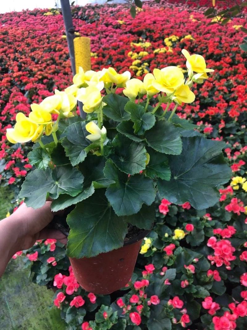 优质丽格海棠大量现货，多种颜色？质量保证。信誉第一