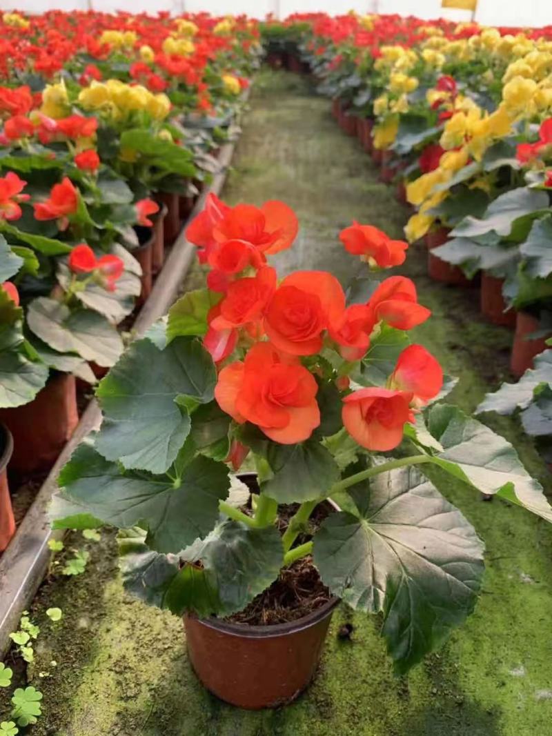 优质蜡菊花大量现货，多种颜色。信誉第一质量保障