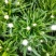 优质蜡菊花大量现货，多种颜色。信誉第一质量保障
