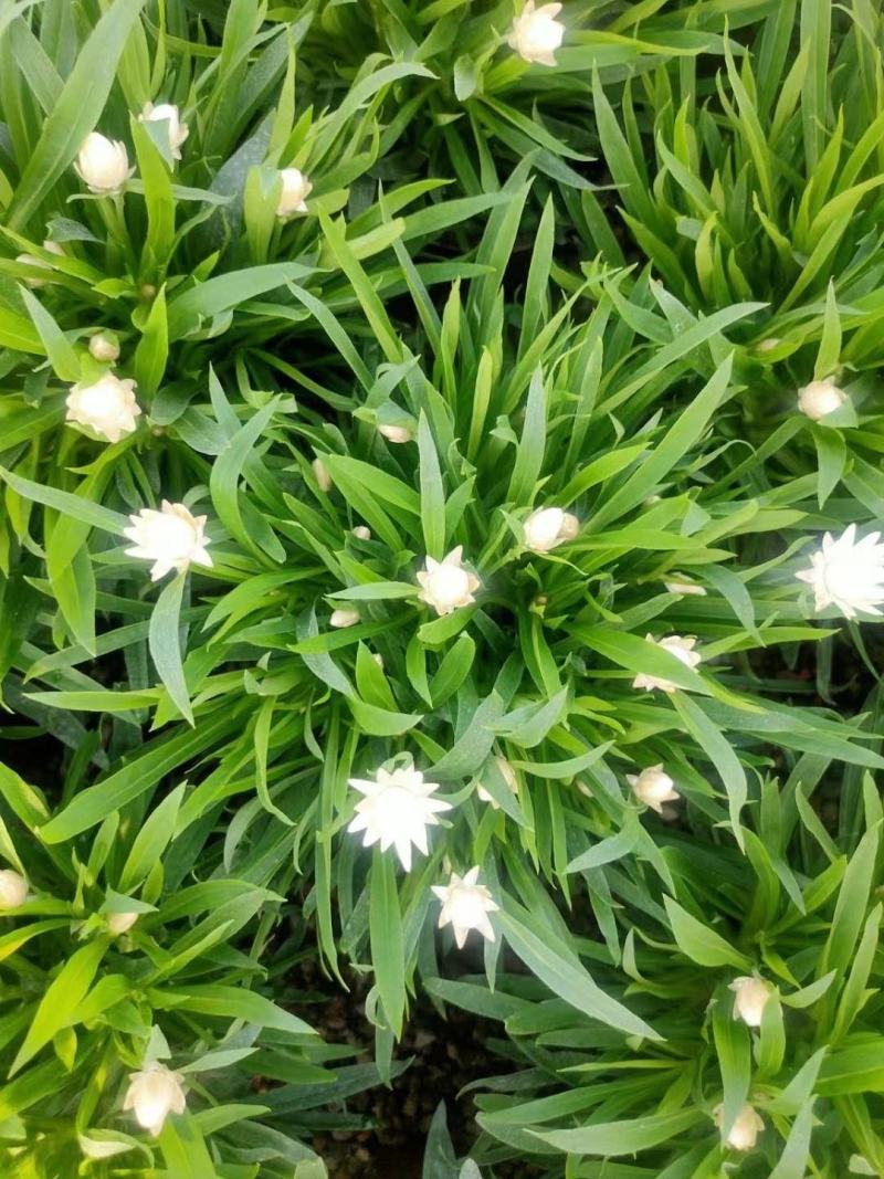 优质蜡菊花大量现货，多种颜色。信誉第一质量保障