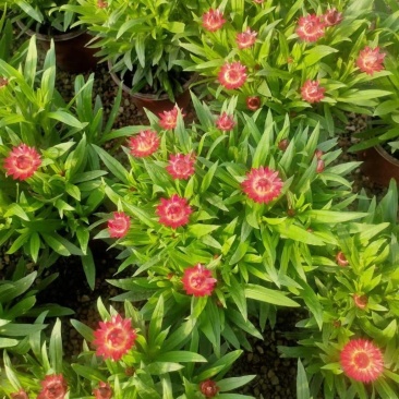 优质蜡菊花大量现货，多种颜色。信誉第一质量保障