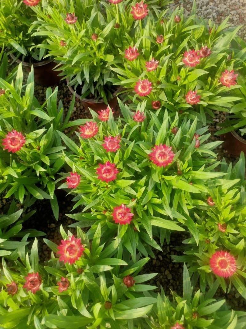 优质蜡菊花大量现货，多种颜色。信誉第一质量保障