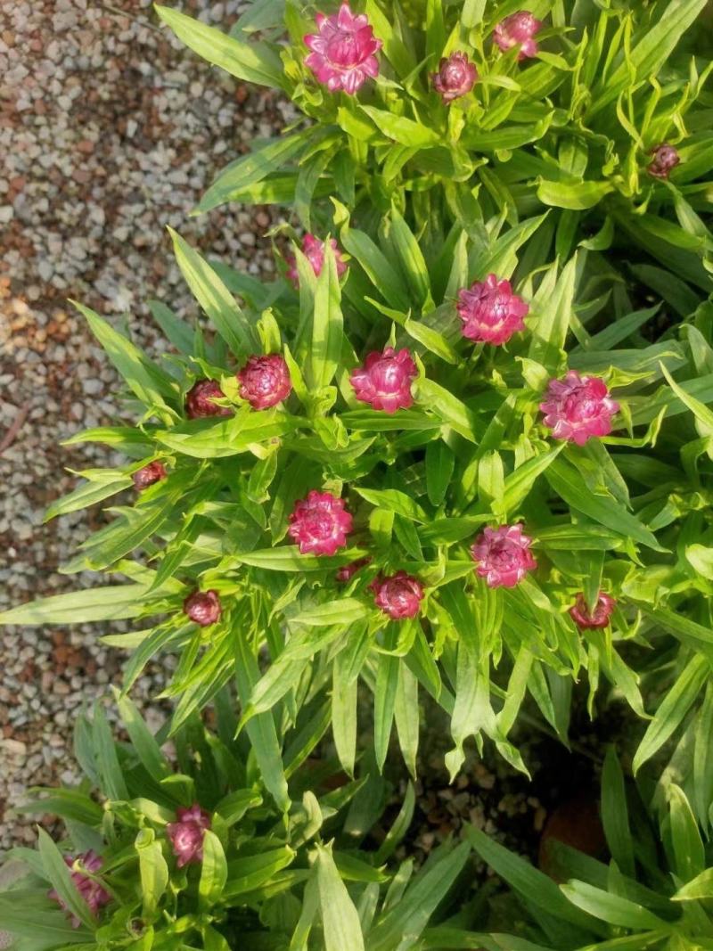 优质蜡菊花大量现货，多种颜色。信誉第一质量保障