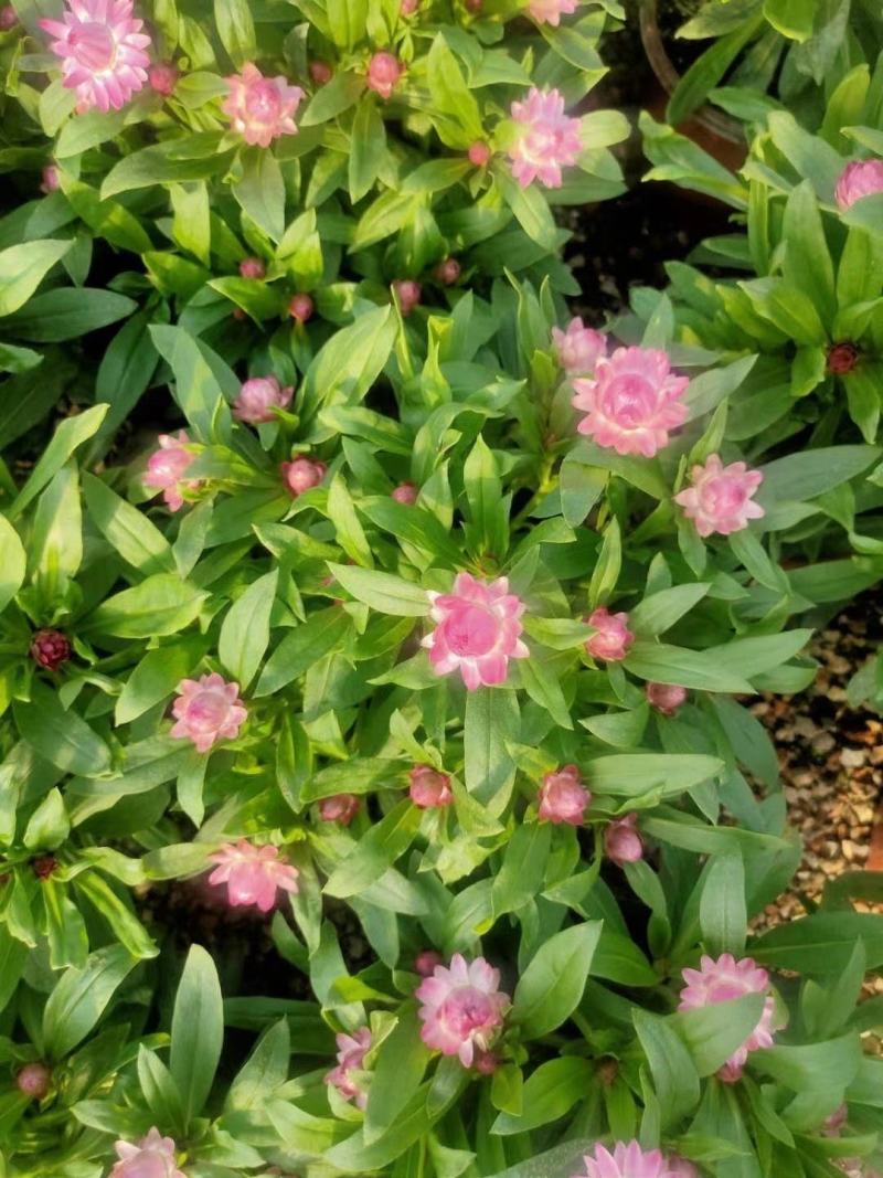 优质蜡菊花大量现货，多种颜色。信誉第一质量保障