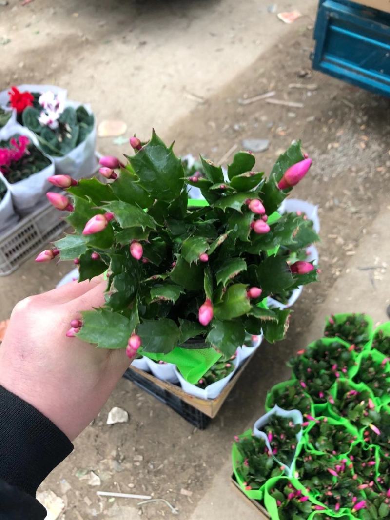优质蜡菊花大量现货，多种颜色。信誉第一质量保障