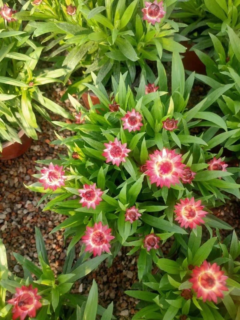 优质蜡菊花大量现货，多种颜色。信誉第一质量保障