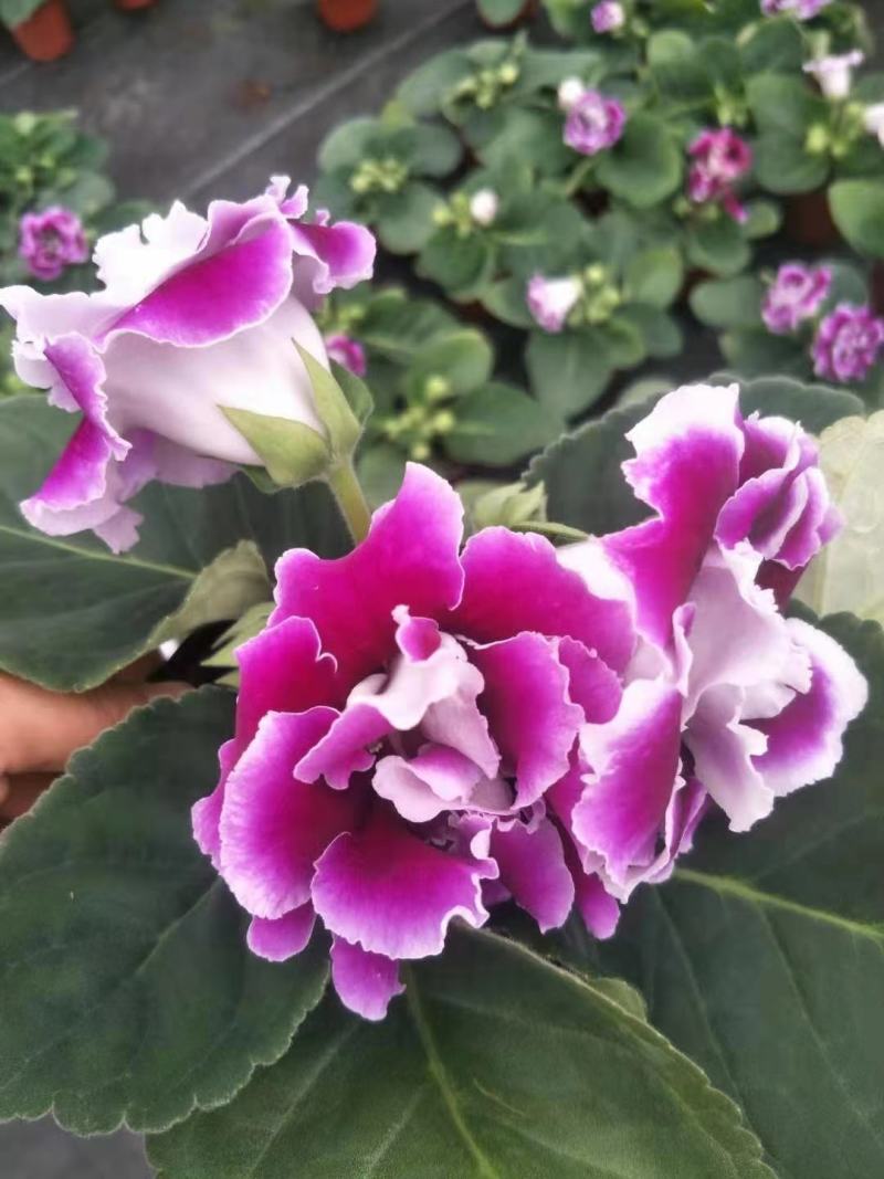 优质蜡菊花大量现货，多种颜色。信誉第一质量保障