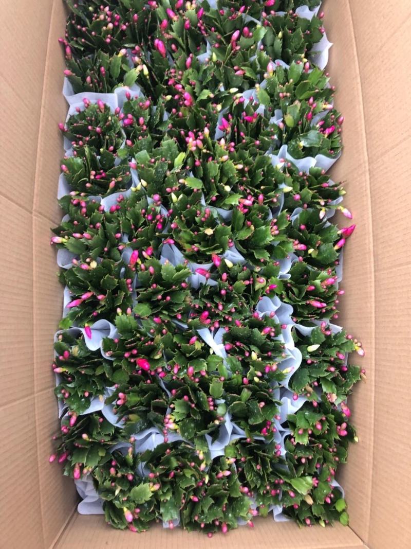 优质蜡菊花大量现货，多种颜色。信誉第一质量保障