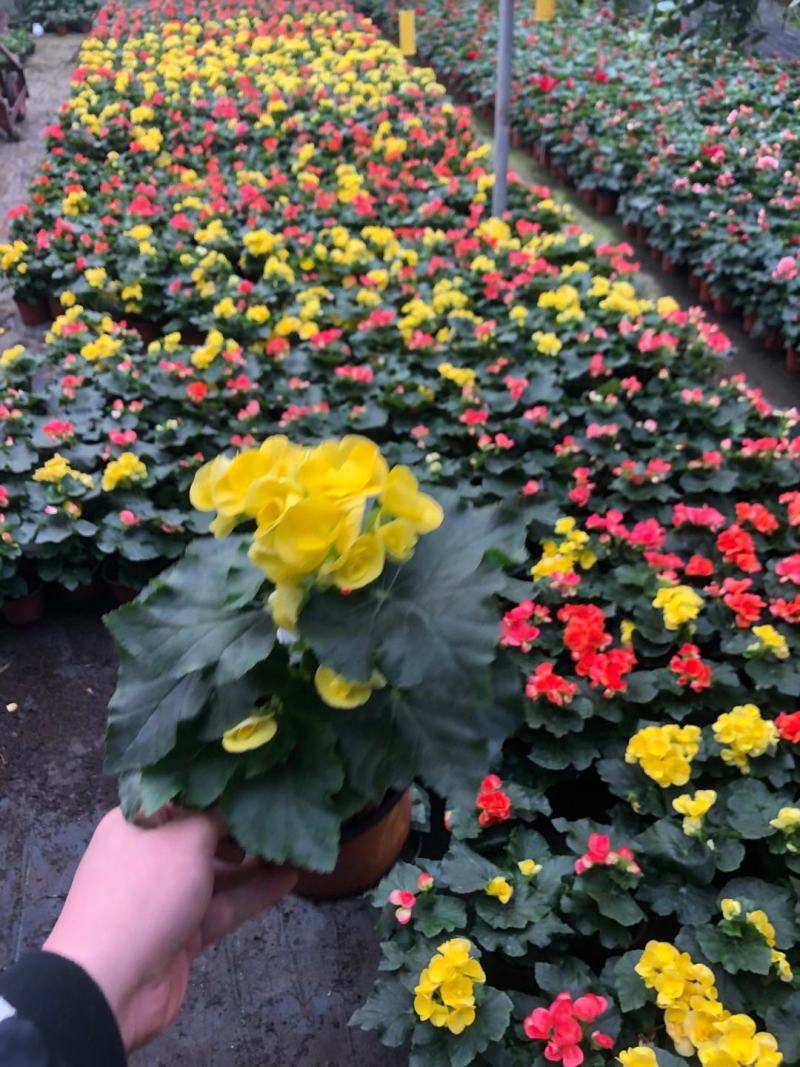 优质蜡菊花大量现货，多种颜色。信誉第一质量保障