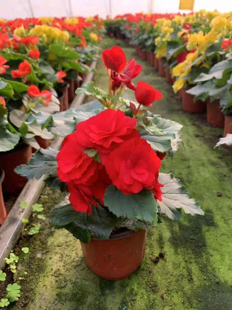 优质蜡菊花大量现货，多种颜色。信誉第一质量保障