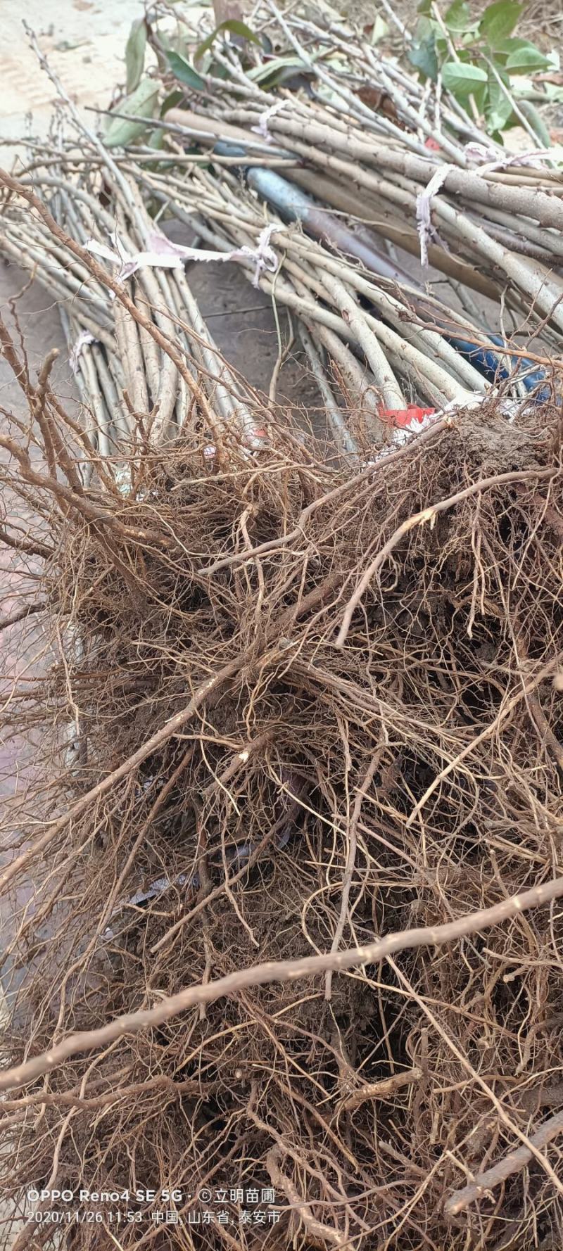 新品种矮化樱桃苗鲁樱3号俄8樱桃树苗树势好根系发达